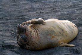 elephant seal