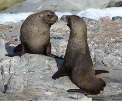 furseal2