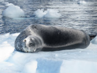 leopard seal