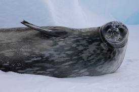weddell seal