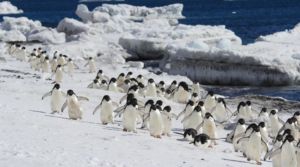 Antarctica Classic (10 days)