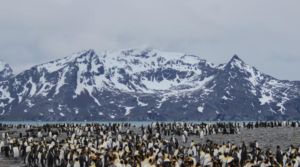 Antarctic Peninsula, South Georgia & Falklands/Malvinas