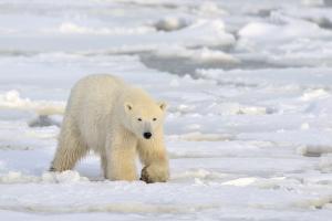 8-day Svalbard Classic