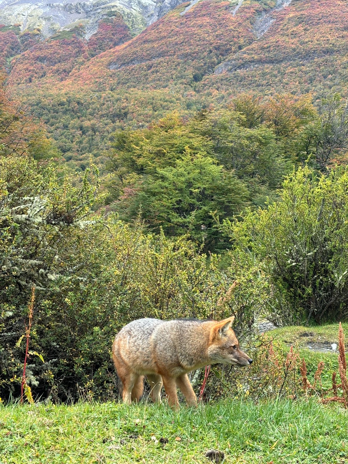 Fox in tierra del fuego national park beautiful landscape
